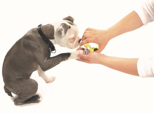 puppy_kit_31-cropped1 puppy_kit_31-cropped1
